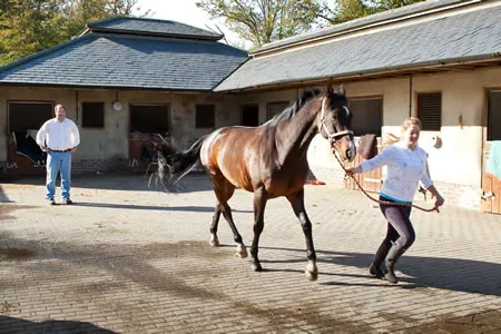 de Boer & Taylor - Lameness investigatations