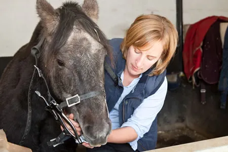 de Boer & Taylor - Equine dental services