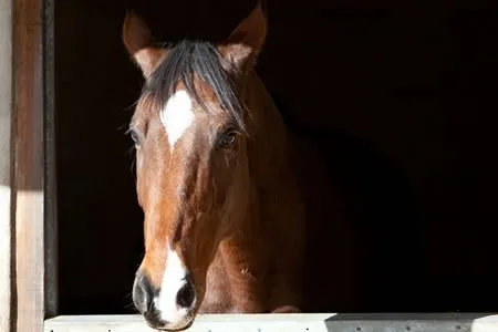 de Boer & Taylor - Endoscopy and gastroscopy