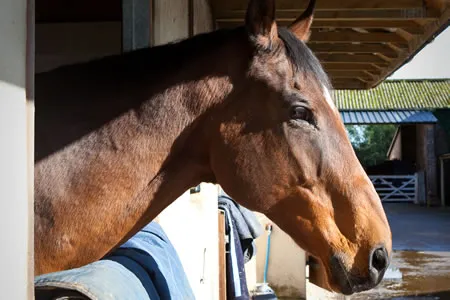 de Boer & Taylor - Acupuncture